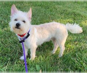 Cairn Terrier Dogs for adoption in Germantown, OH, USA