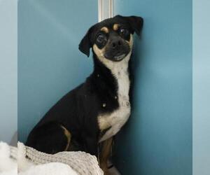 Chihuahua-Unknown Mix Dogs for adoption in San Antonio, TX, USA