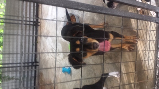 Sheprador Dogs for adoption in Brooksville, FL, USA