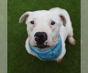 American Staffordshire Terrier-Unknown Mix Dogs for adoption in San Antonio, TX, USA