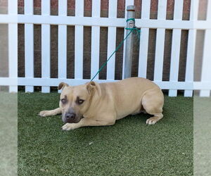 American Pit Bull Terrier Dogs for adoption in Modesto, CA, USA