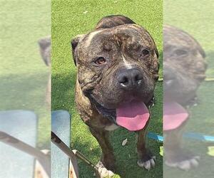 American Pit Bull Terrier Dogs for adoption in Downey, CA, USA