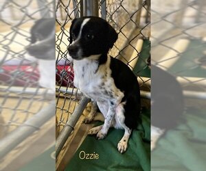 Mutt Dogs for adoption in Cottageville, WV, USA