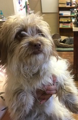 Shih Tzu Dogs for adoption in Amarillo, TX, USA