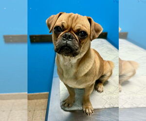 Pug Dogs for adoption in Dumont, NJ, USA