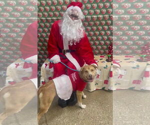 Mutt Dogs for adoption in Martinsburg, WV, USA