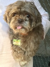 Shih Tzu Dogs for adoption in Ellijay, GA, USA