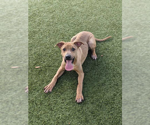 Mutt Dogs for adoption in Woodbury, NY, USA