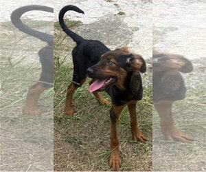 Australian Kelpie-Doberman Pinscher Mix Dogs for adoption in Virginia Beach, VA, USA
