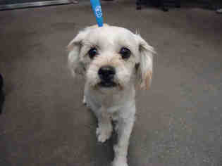 Lhasa-Poo Dogs for adoption in Fairfield, CA, USA