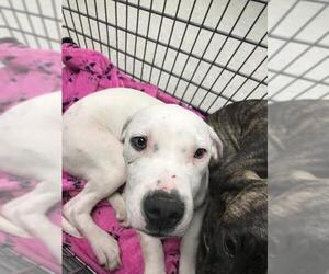 American Staffordshire Terrier-Unknown Mix Dogs for adoption in Conroe, TX, USA