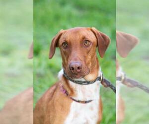 Black and Tan Coonhound-Labrador Retriever-Vizsla Mix Dogs for adoption in El Cajon, CA, USA