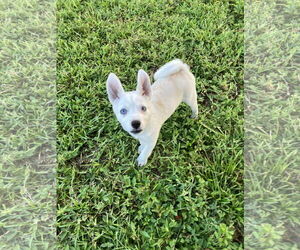 Labrador Retriever-Unknown Mix Dogs for adoption in Royal Palm Beach, FL, USA