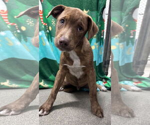 Labrador Retriever-Unknown Mix Dogs for adoption in Sterling, MA, USA