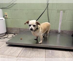 Chihuahua-Unknown Mix Dogs for adoption in Grand Prairie, TX, USA