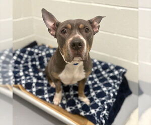American Pit Bull Terrier Dogs for adoption in Boston, MA, USA