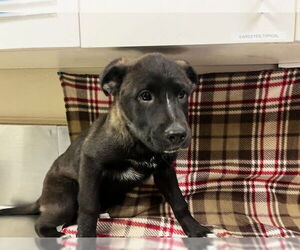 German Shepherd Dog-Unknown Mix Dogs for adoption in HESPERIA, CA, USA