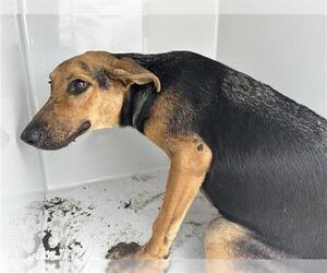 Labrador Retriever Dogs for adoption in Houston, TX, USA