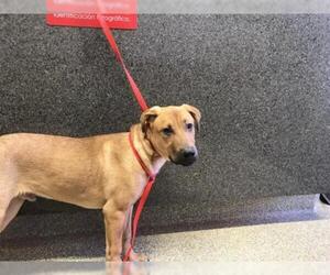 German Pinscher-Unknown Mix Dogs for adoption in pomona, CA, USA