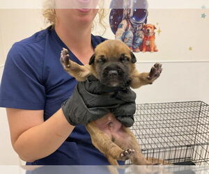 American Pit Bull Terrier-Unknown Mix Dogs for adoption in San Bernardino, CA, USA