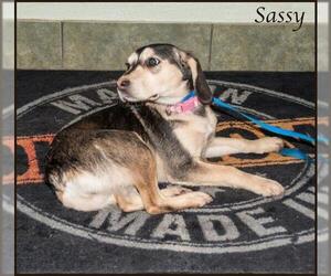 Beagle Dogs for adoption in Ada, OK, USA
