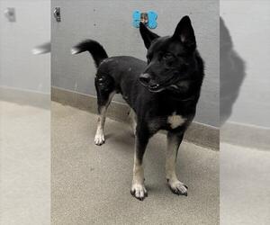 German Shepherd Dog-Siberian Husky Mix Dogs for adoption in Las Vegas, NV, USA