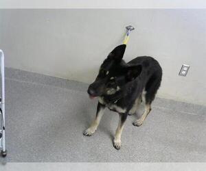 German Shepherd Dog Dogs for adoption in Pasadena, TX, USA