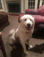 Great Pyrenees Dogs for adoption in Bauxite, AR, USA