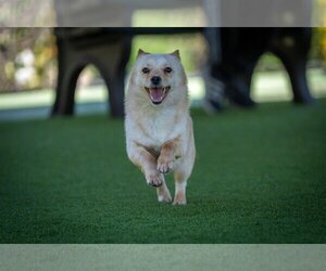 Pomeranian-pomeranian spitz Mix Dogs for adoption in Agoura Hills, CA, USA