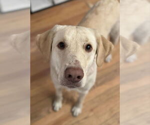 Labrador Retriever Dogs for adoption in Omaha, NE, USA