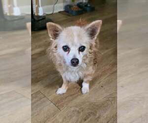 Chiranian Dogs for adoption in Princeton, MN, USA