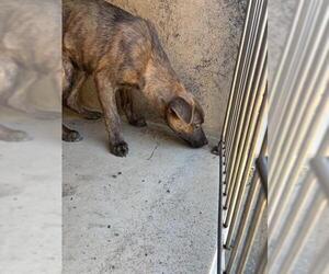 Mutt Dogs for adoption in Oklahoma City, OK, USA