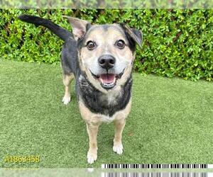 Siberian Husky-Unknown Mix Dogs for adoption in West Palm Beach, FL, USA