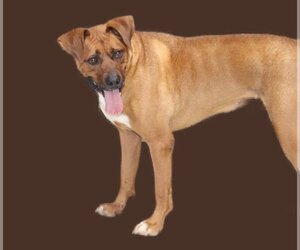 Boxer-Rhodesian Ridgeback Mix Dogs for adoption in Marble, NC, USA
