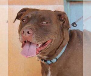 Labrador Retriever-Staffordshire Bull Terrier Mix Dogs for adoption in Albuquerque, NM, USA