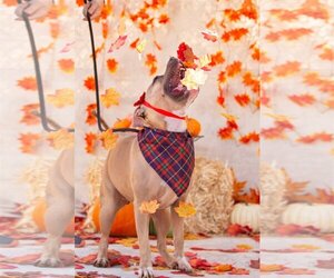 American Pit Bull Terrier-Unknown Mix Dogs for adoption in phoenix, AZ, USA