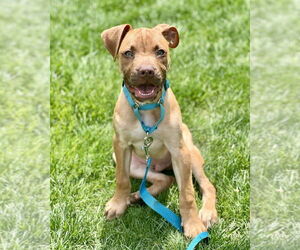 Mastiff-Unknown Mix Dogs for adoption in Brewster, NY, USA