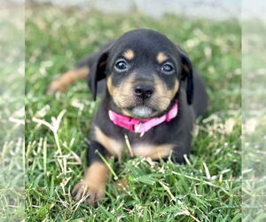 Chiweenie Dogs for adoption in OKLAHOMA CITY, OK, USA