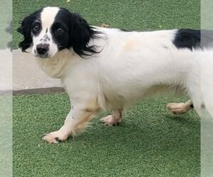 Spaniel-Unknown Mix Dogs for adoption in Carrollton, TX, USA
