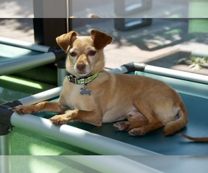 Border Terrier-Chihuahua Mix Dogs for adoption in Santa Clara, CA, USA