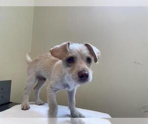 Mutt Dogs for adoption in Pasadena, CA, USA