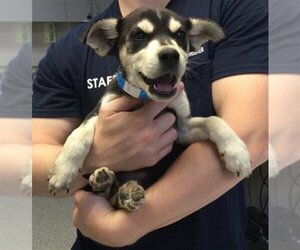 Huskies -Unknown Mix Dogs for adoption in Visalia, CA, USA