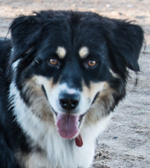 Australian Shepherd-Unknown Mix Dogs for adoption in Corrales, NM, USA