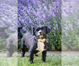 Maltese-Unknown Mix Dogs for adoption in Sandy, UT, USA