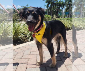 Australian Shepherd-Unknown Mix Dogs for adoption in Royal Palm Beach, FL, USA