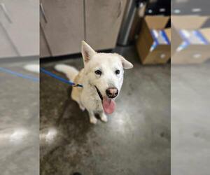 Huskies -Unknown Mix Dogs for adoption in Rockwall, TX, USA