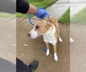 Basenji-Unknown Mix Dogs for adoption in Houston, TX, USA