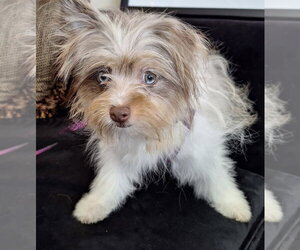 Pomeranian-Unknown Mix Dogs for adoption in Mundelein, IL, USA