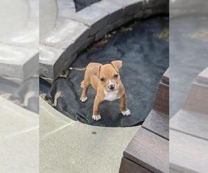 Boxer Dogs for adoption in Belleuve, NE, USA