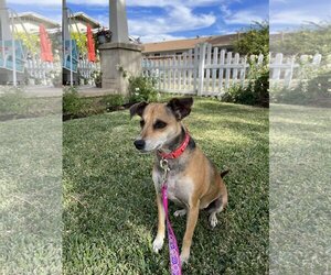 Rat Terrier-Unknown Mix Dogs for adoption in La Verne, CA, USA